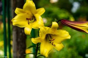 macro d'une fleur jaune