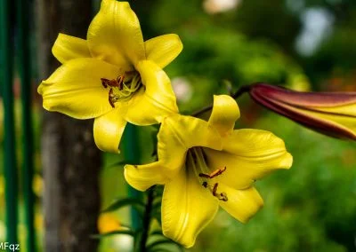macro d'une fleur jaune