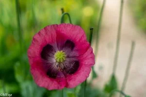 macro d'une fleur