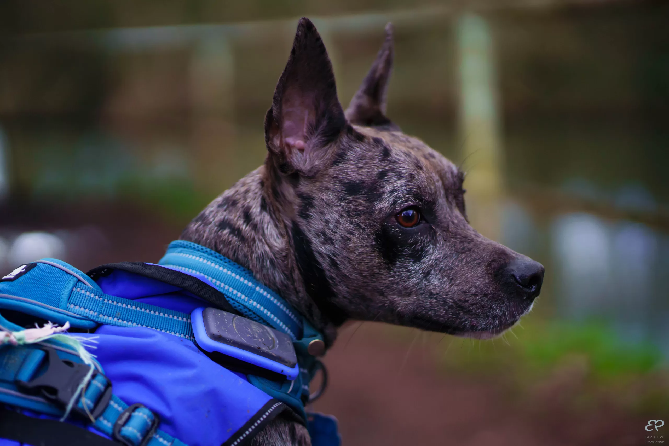 Portrait d'un chien créole nommé tara