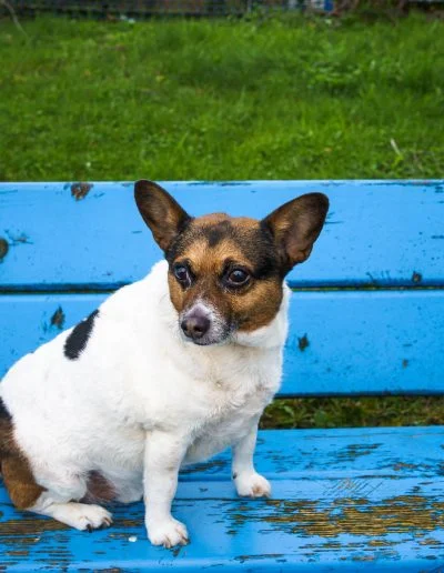 un petit croisée jack Russel est assis sur un banc bleu