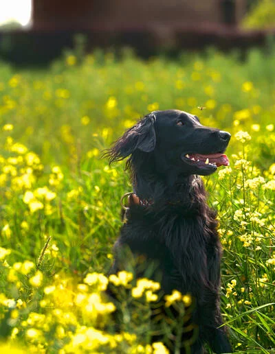 un pet retriever noir dans un champ de colza