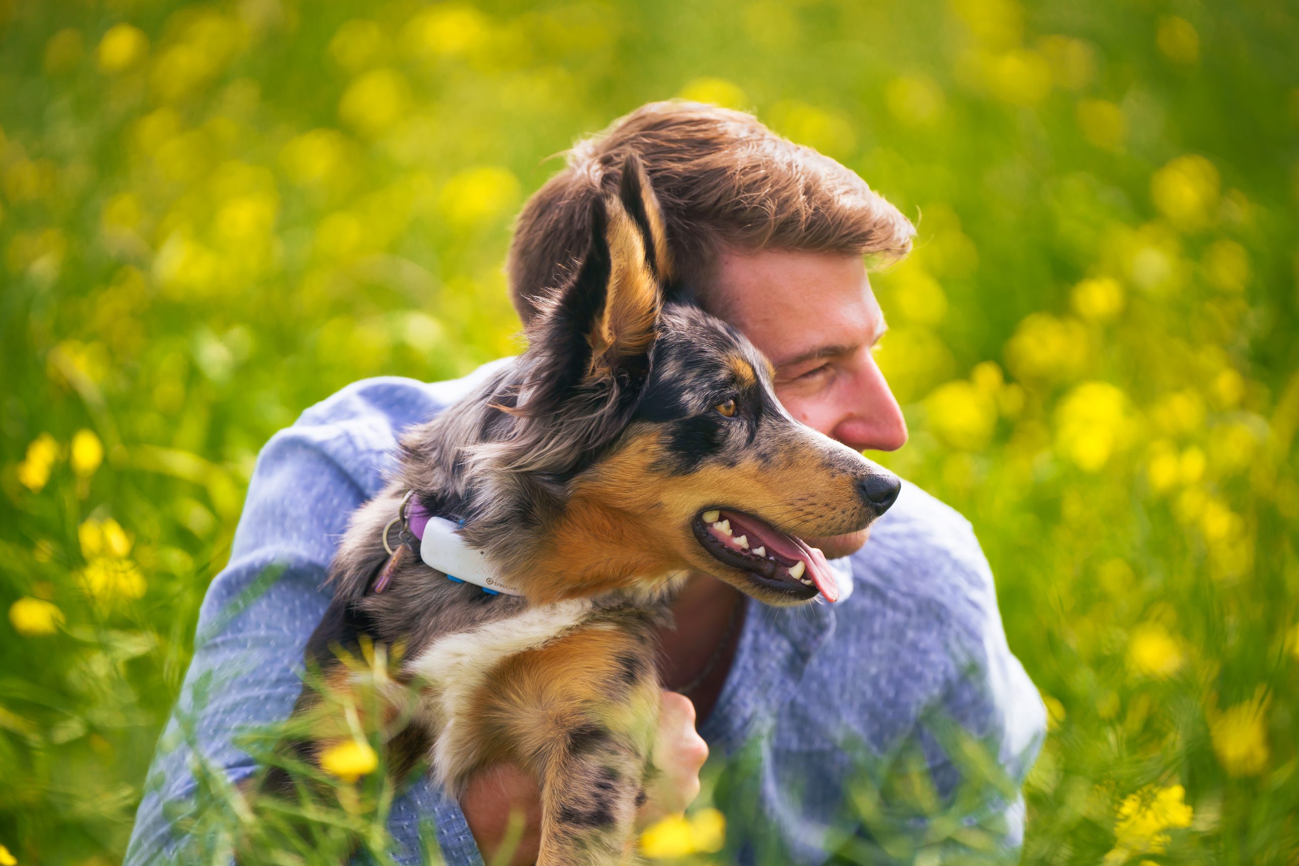 thaika colza portrait d'un chien et de son humain dans un champs de colza