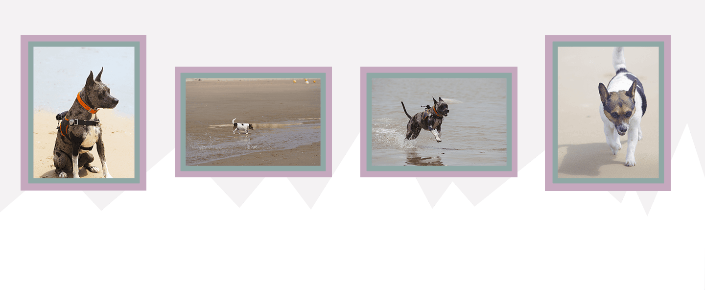 bannière blog voici une illustration de mon travail en tant que photographe professionnelle, shooting photo pet family