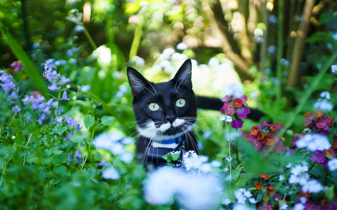Séance photo avec son animal de compagnie : 5 bonnes raisons de se lancer