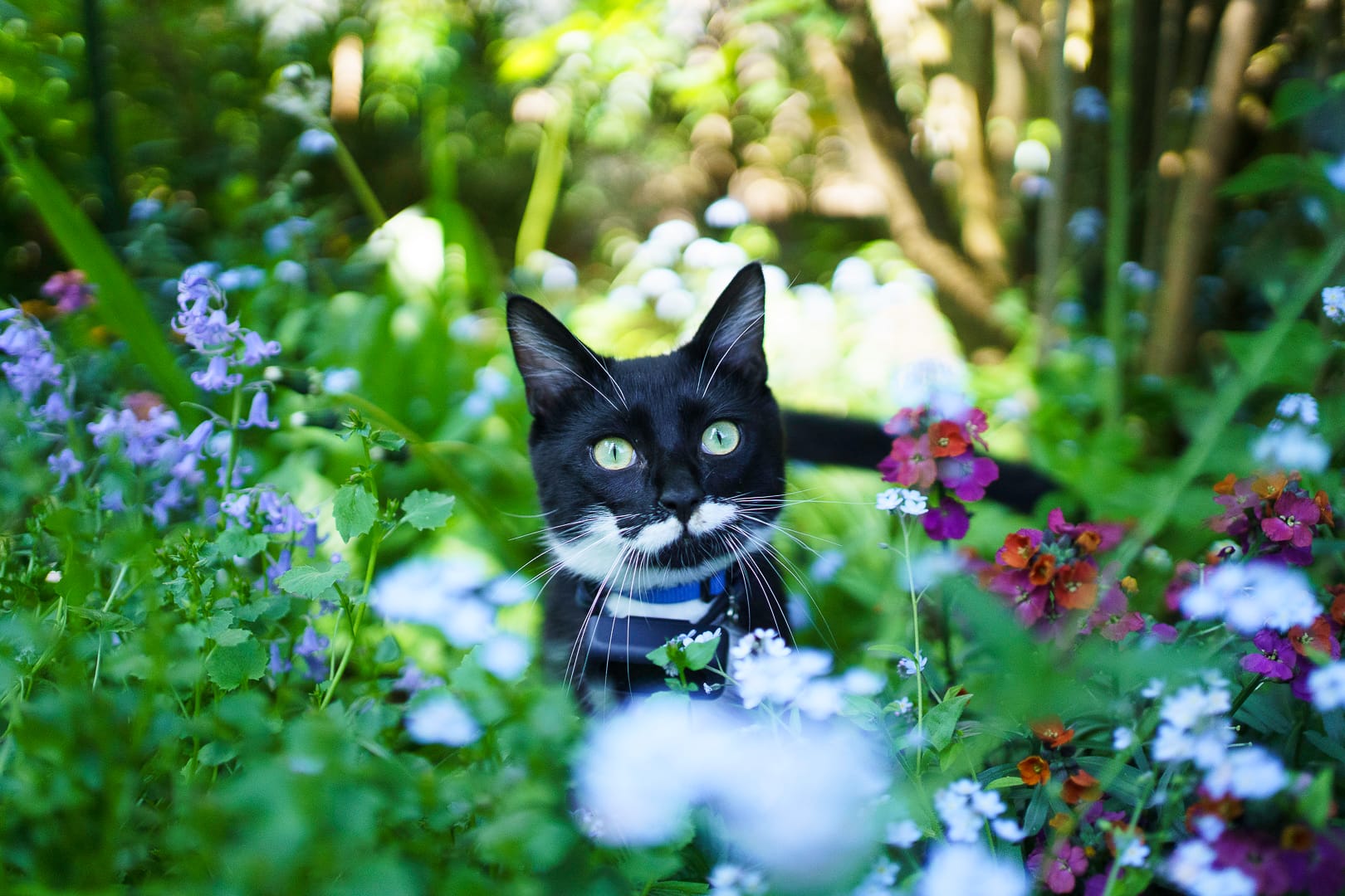 yume Portrait d’un chat noir et blanc au milieu des fleurs séance photo animaux