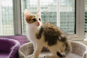 Chaton tigré et blanc assis dans un panier gris au refuge