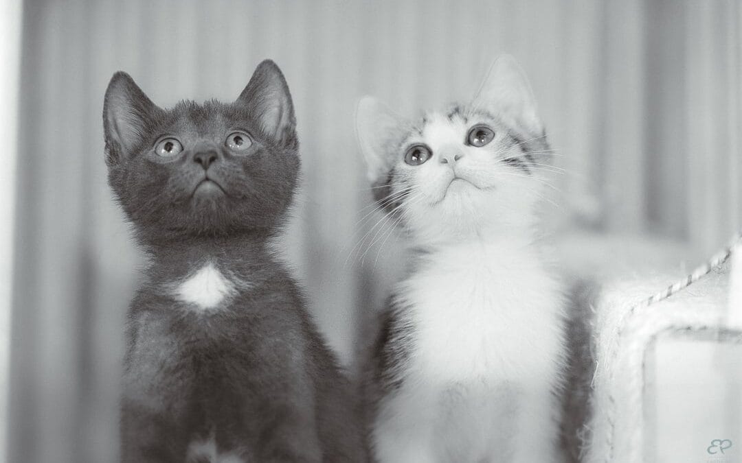 Séance photo dans un refuge pour animaux : regards et espoirs