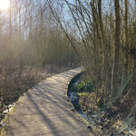 Passerelle en bois dans le Bois d'Infière à Anstaing, lumière hivernale entre les saules